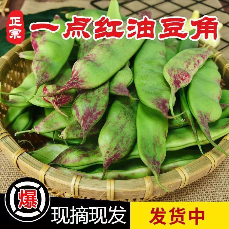 一点红油豆角新鲜东北豆角九月青开锅烂宽大面豆角现摘现发包邮顺 水产肉类/新鲜蔬果/熟食 菜豆/芸豆/油豆角 原图主图