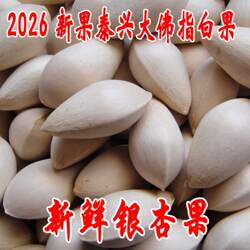 包邮2026年新鲜大颗带壳白果银杏果无漂白泰兴白果生白果