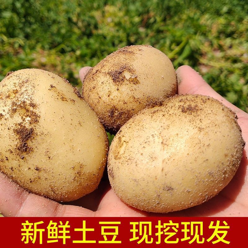 云南高原黄皮白心现挖大土豆新鲜蔬菜马铃薯洋芋农家自种食用包邮