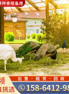 孔雀活体公母一对成年观赏孔雀活物脱温幼苗蓝孔雀幼鸟养殖