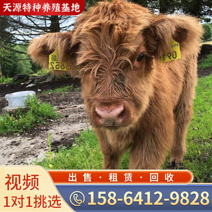 宠物牛活体长不大的宠物牛牦牛苏格兰高地牛迷你宠物牛养殖