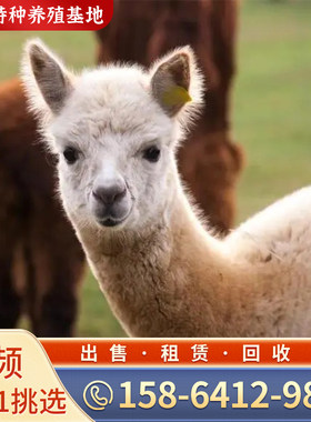 羊驼活物澳洲神兽草泥马羊驼宠物萌宠小羊驼幼崽展览羊驼活体回收