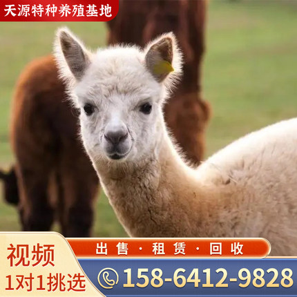 羊驼活物澳洲神兽草泥马羊驼宠物萌宠小羊驼幼崽展览羊驼活体回收