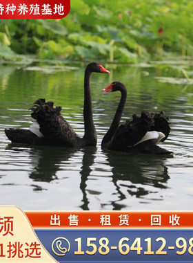 黑天鹅活物一对景区观赏黑天鹅活苗幼苗成年黑天鹅活体养殖回收
