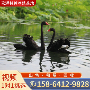 黑天鹅活物一对景区观赏黑天鹅活苗幼苗成年黑天鹅活体养殖回收