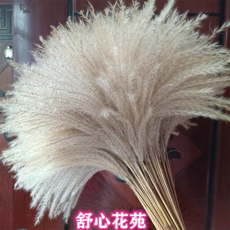 天然芦苇干花纯野生艺术创意家居婚礼摆设装饰拍摄道具永生拂尘花在类目 家居饰品, 花瓶/花器/仿真花/仿真饰品, 干花/花瓣/干花包/干树枝中 - 来自Buy2taobao.com提供专业的淘宝代购服务