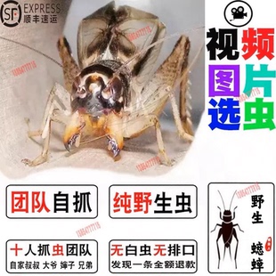 山东野生蟋蟀斗蛐蛐秋虫长衣翅子活体山东宁阳兖州曲阜汶上斗蟋