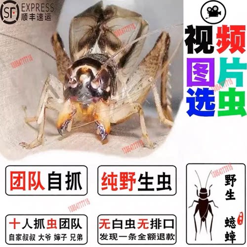 山东野生蟋蟀秋虫斗翅子蛐蛐