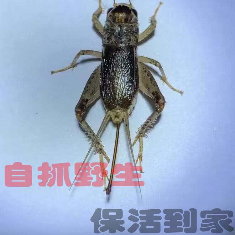 山东野生三尾雌虫母子蟋蟀斗蛐蛐活体秋虫盖母宁阳满20元包邮翅母