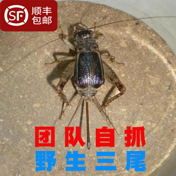 山东野生三尾雌虫母子蟋蟀斗蛐蛐活体秋虫20元包邮宁阳兖州曲阜