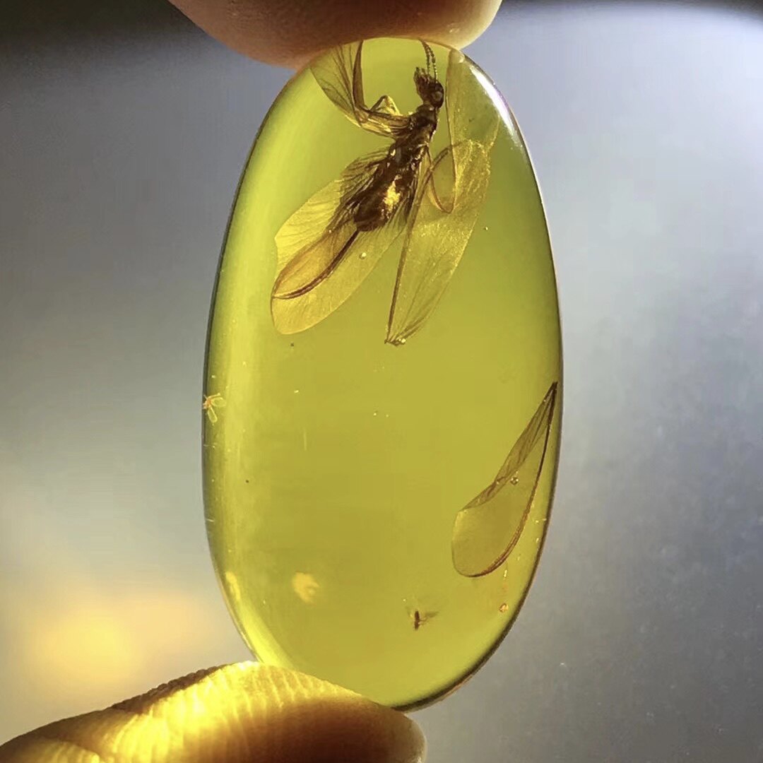 时代珠宝天然琥珀虫珀吊坠昆虫标本澳白蚁原石裸石戒面镶嵌适用