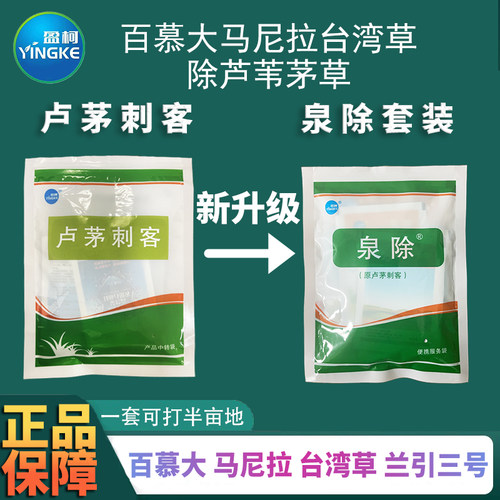 芦茅刺客草坪除茅草芦苇恶性杂草