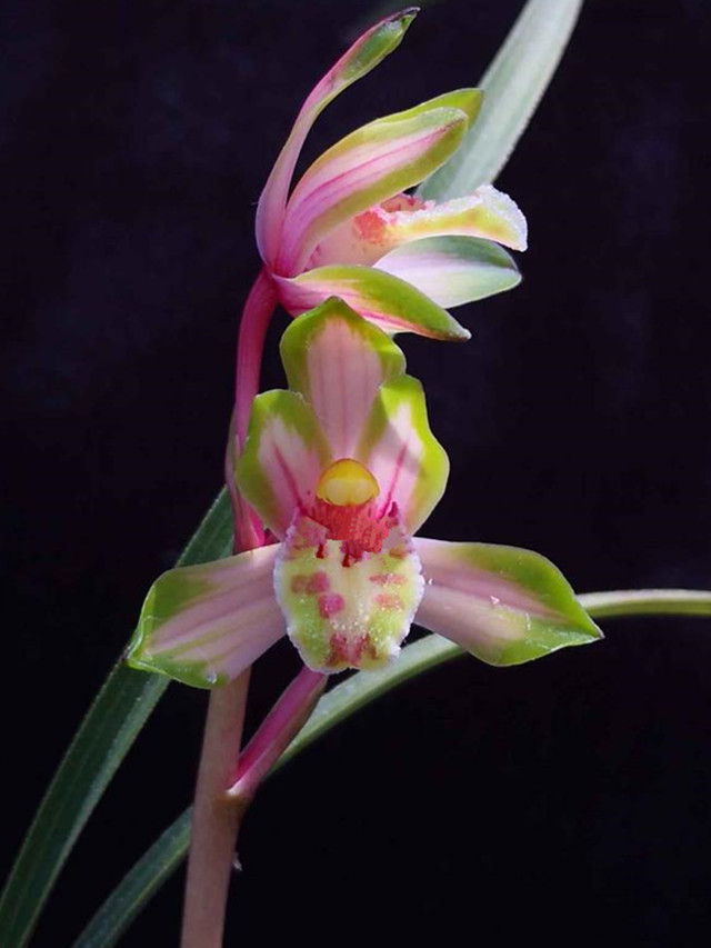 带花苞兰花苗名品惠兰彩虹仙子 红素三星蝶奇花 程梅包成活包对版
