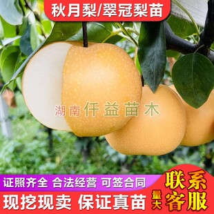 秋月梨苗翠冠梨苗南方梨树苗果大汁多高产梨树苗湖南果树苗