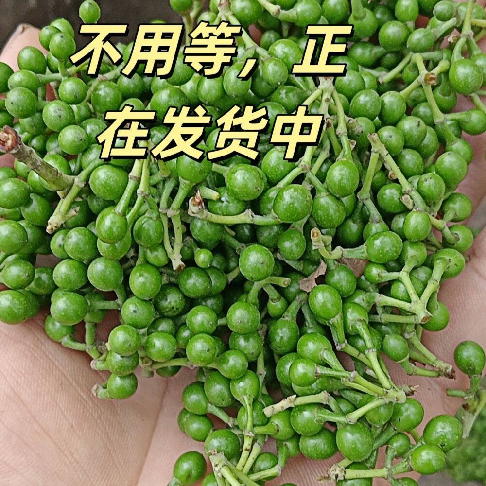 新鲜木姜子现摘湖南特产野生山胡椒木姜子山苍子山姜子野生木姜子