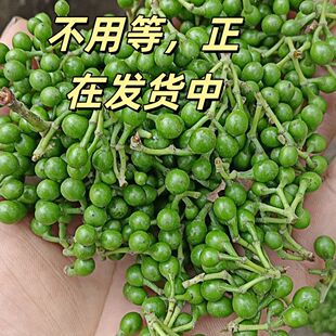 新鲜木姜子现摘湖南特产野生山胡椒木姜子山苍子山姜子野生木姜子
