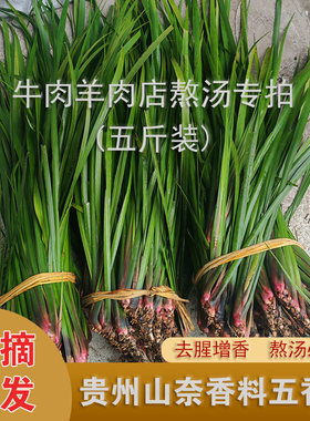 贵州山奈草新鲜五香草现挖野生三奈随手香火锅去腥香料茴香草菖蒲