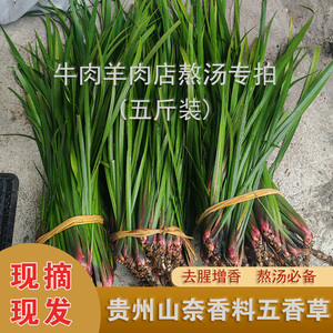 贵州山奈草新鲜五香草现挖野生三奈随手香火锅去腥香料茴香草菖蒲