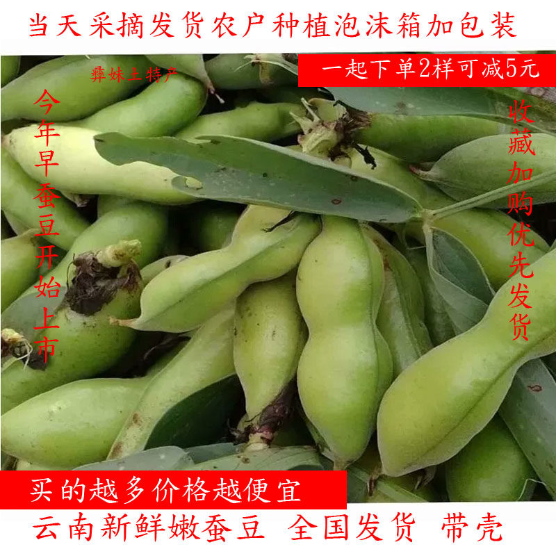 新鲜蚕豆荚带壳蚕豆产地直发