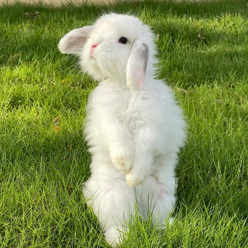 小兔子活体双血统长不大小型侏儒兔宠物垂耳兔长毛小朋友宿舍可养
