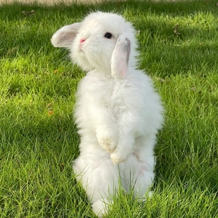 小兔子活体双血统长不大小型侏儒兔宠物垂耳兔长毛小朋友宿舍可养