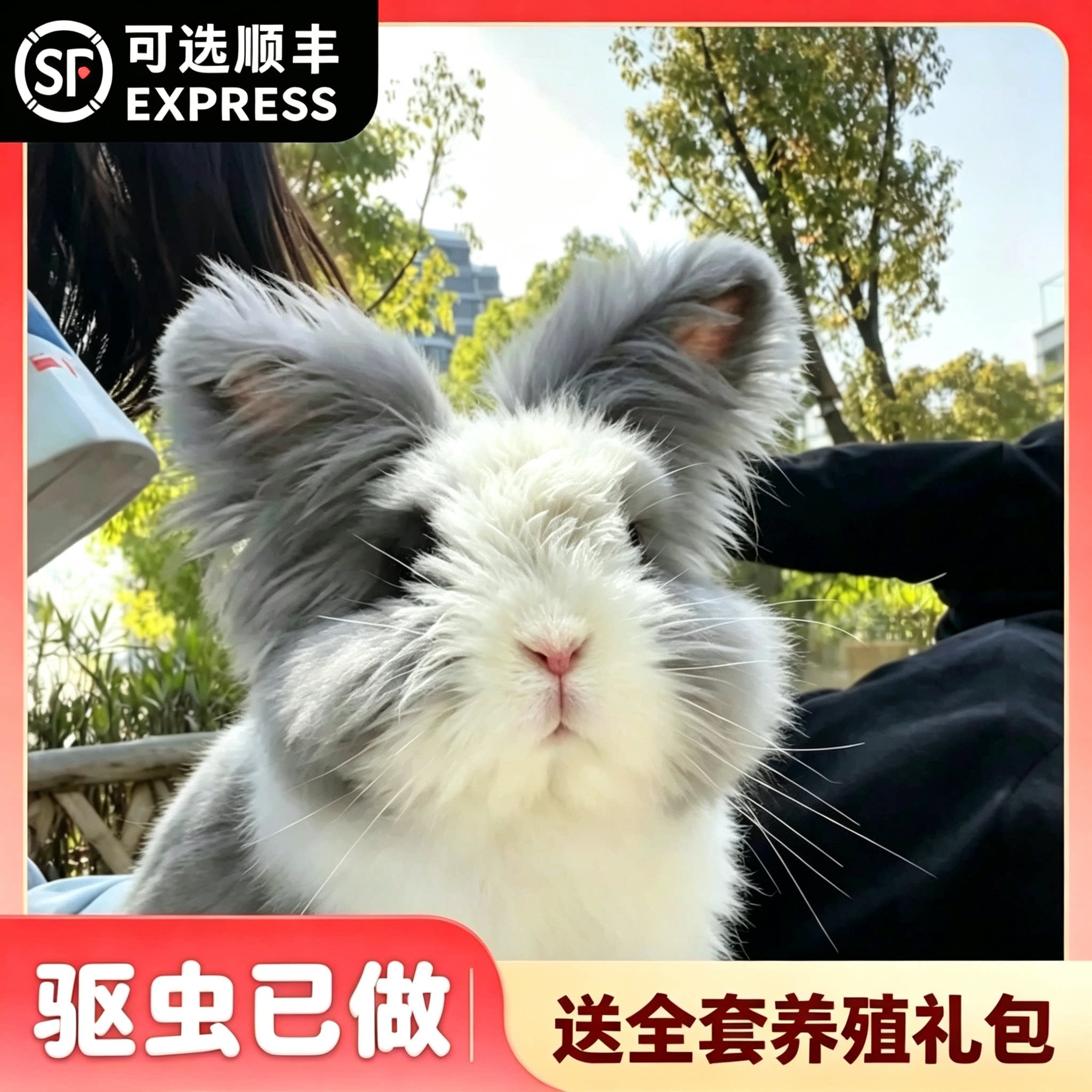 盖脸猫猫兔长毛宠物兔子活物垂耳兔