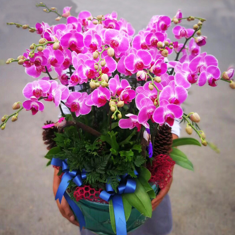 新年宵蝴蝶兰花盆栽带花杭州鲜花店长辈领导送礼盆景室内客厅花卉