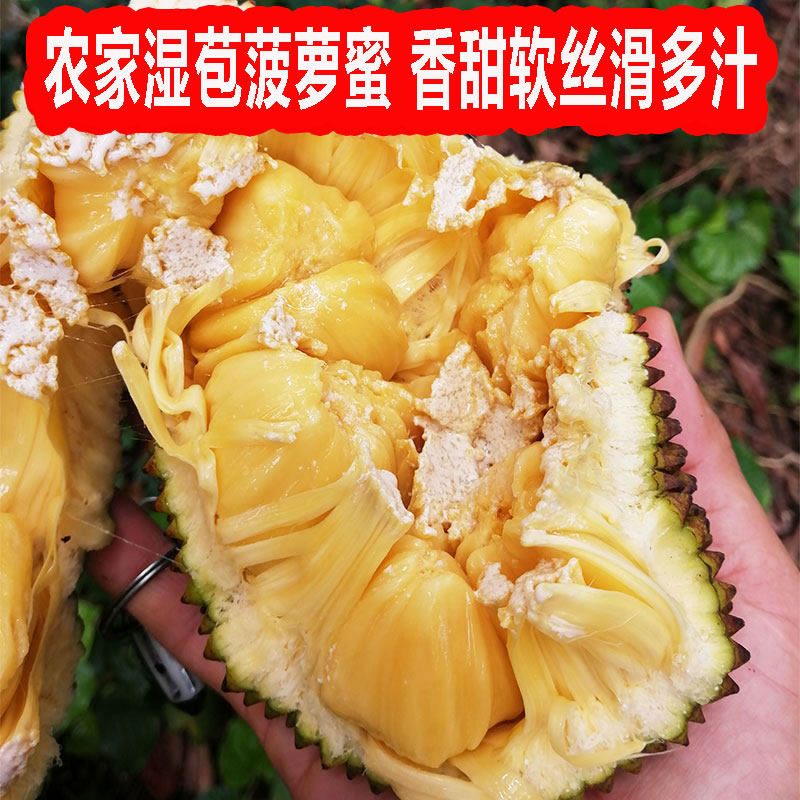 广西湿苞菠萝蜜新鲜现摘菠萝蜜湿包软糯热带水果应季木菠萝6-18斤