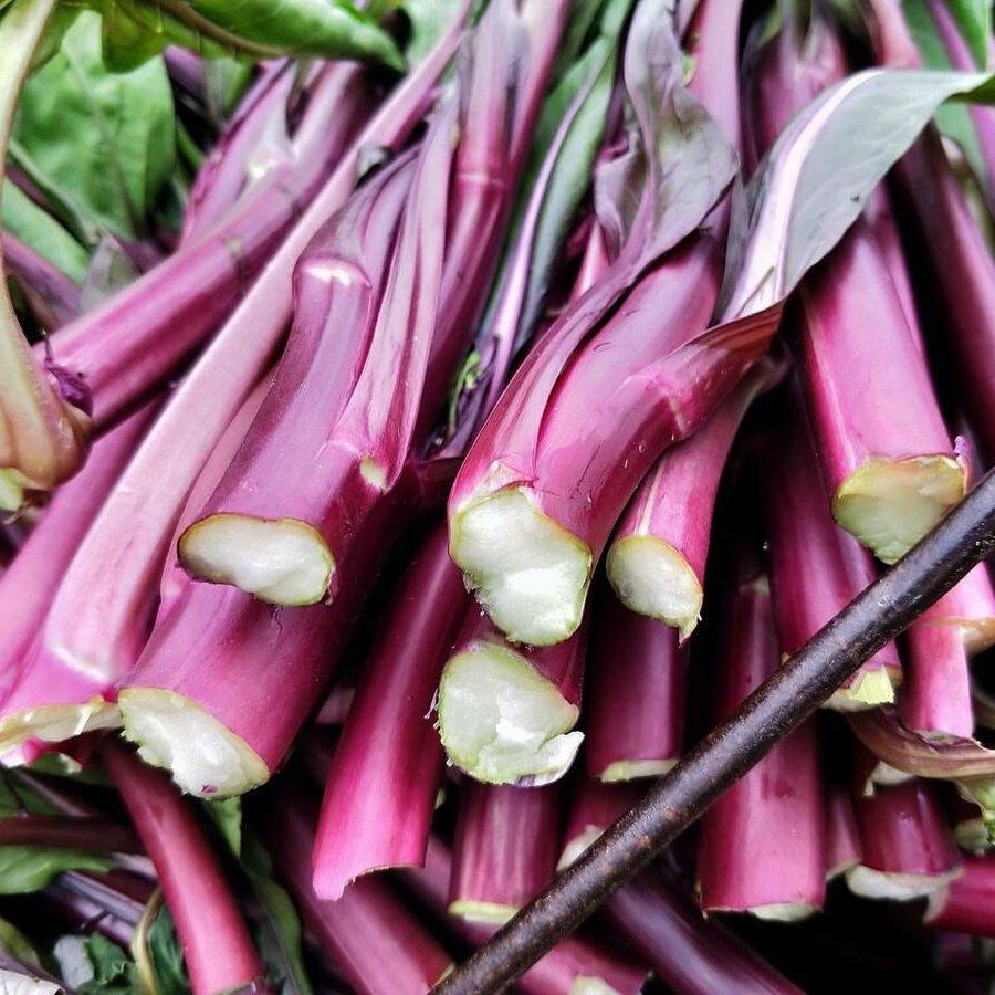 湖北特产农家自种红菜苔新鲜蔬菜现摘现发当季紫芯菜苔蔬菜红油菜,水产肉类/新鲜蔬果/熟食,叶菜类,淘宝优惠券,粉丝福利购,淘宝优惠卷