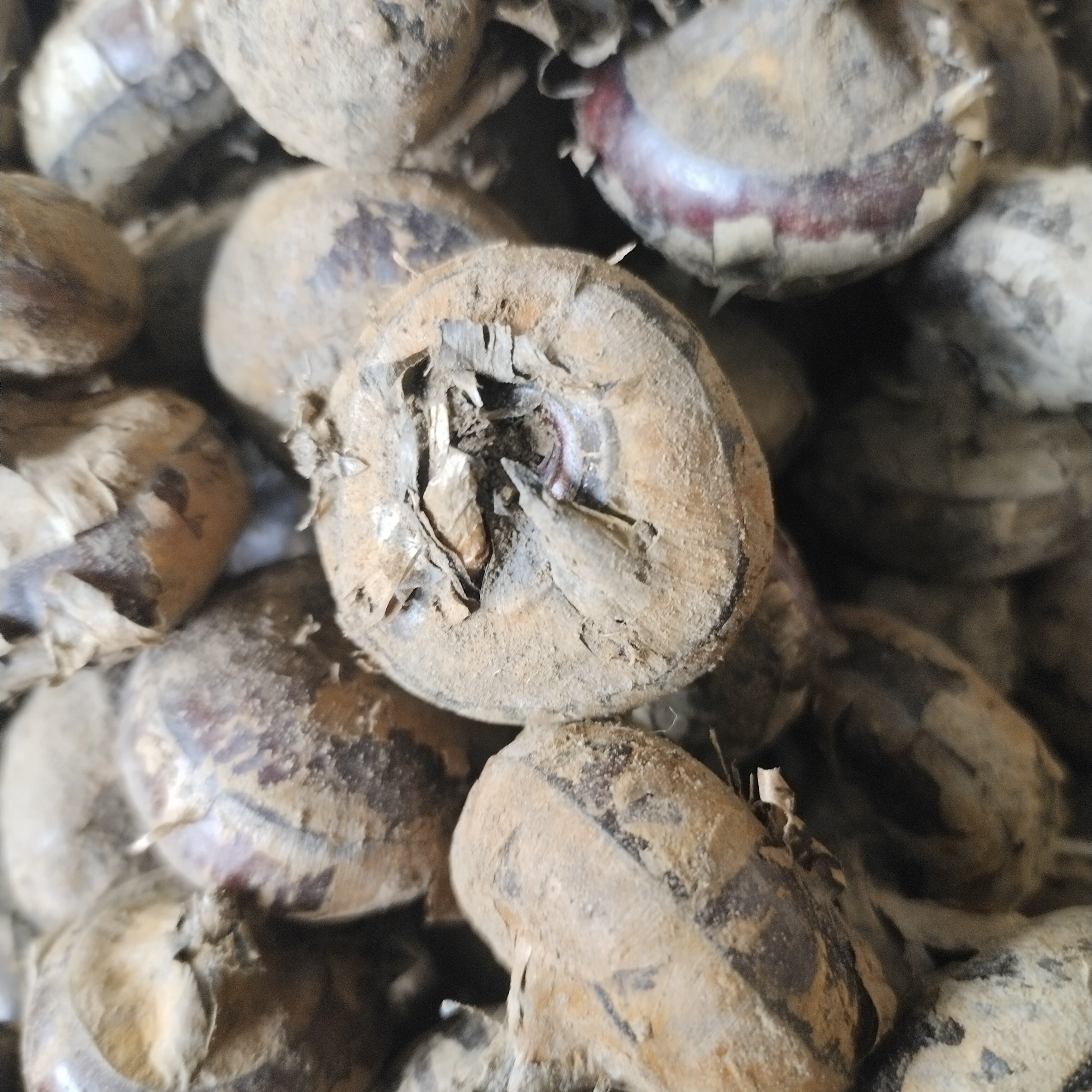 5斤装鲜马蹄 湖北特产农家自种小个荸荠新鲜脆甜多汁马蹄现挖现发