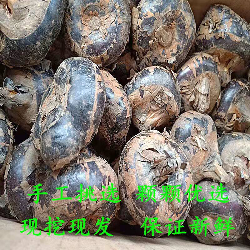 湖北特产农家自种马蹄荸荠新鲜蔬菜脆甜多汁荸荠优选大果现挖现发