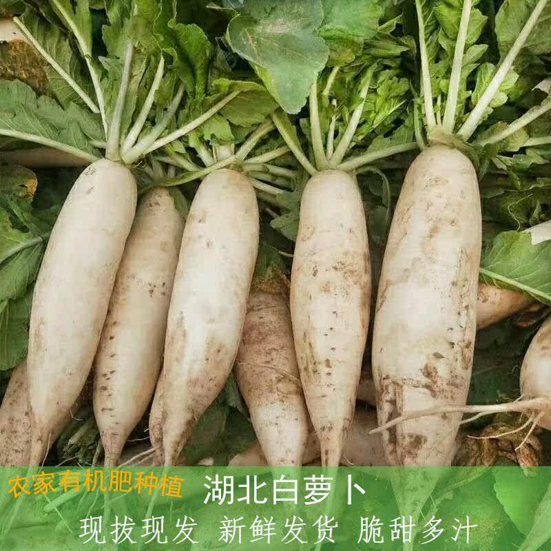 湖北特产农家自种白萝卜新鲜蔬菜现拔现发泡菜炖汤青炒泥土萝卜,水产肉类/新鲜蔬果/熟食,萝卜/胡萝卜,淘宝优惠券,粉丝福利购,淘宝优惠卷