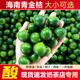 新鲜海南青金桔5斤小金桔 奶茶店水果小青柠酸金桔椰子鸡火锅蘸料