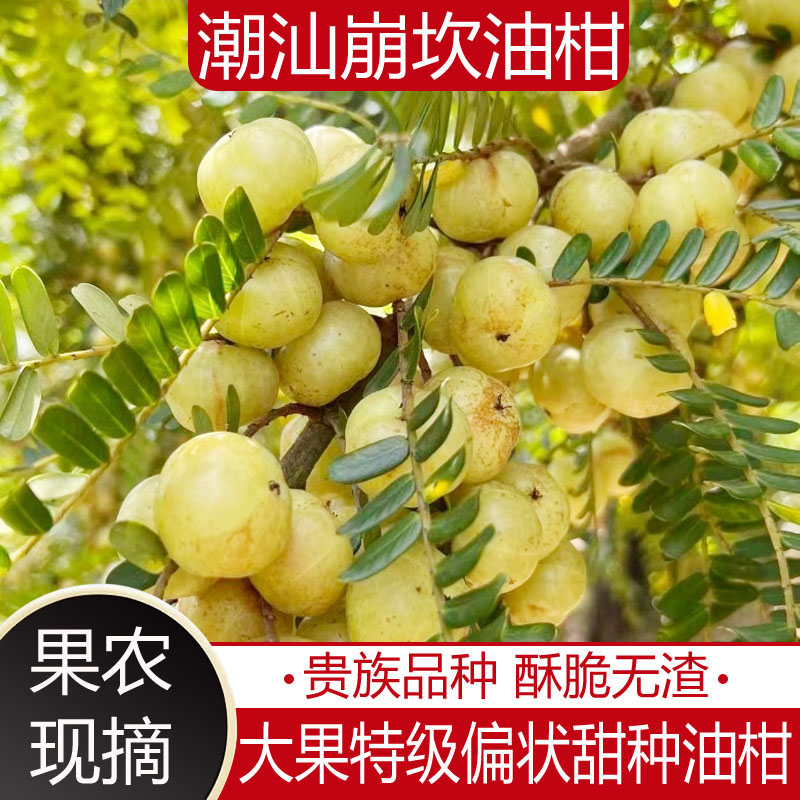 正宗潮州柿饼甜油甘滇橄榄崩坎