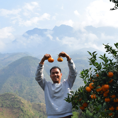 云南高山森林丑沃柑您吃过吗