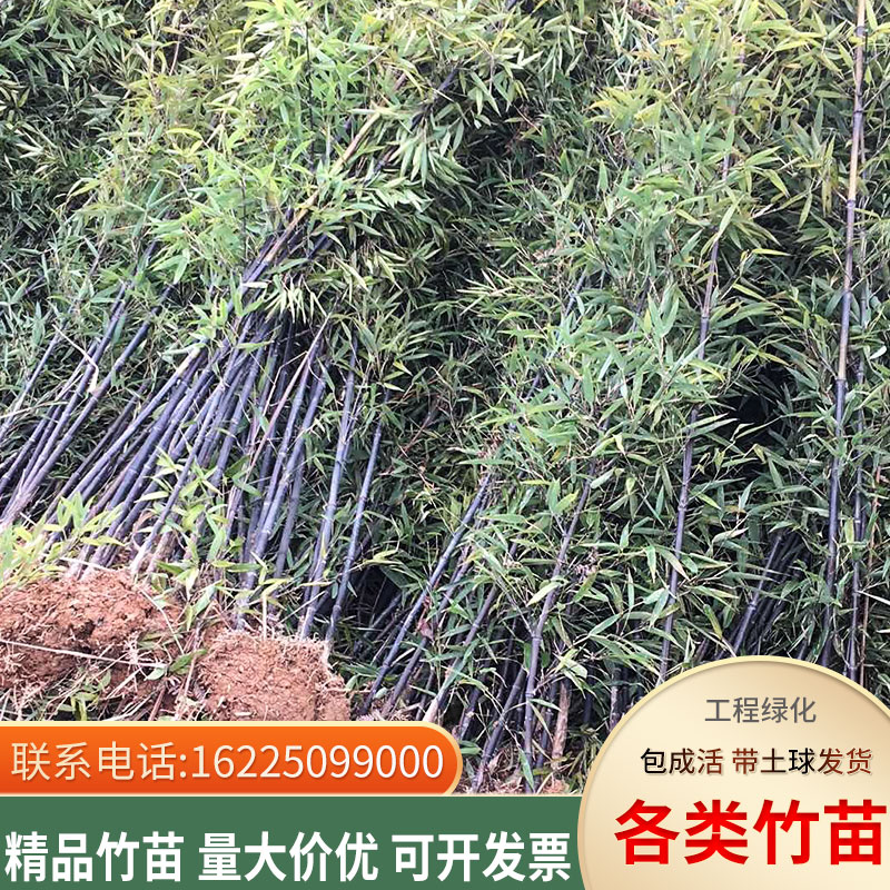 大型竹子苗庭院植物四季常青