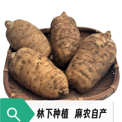 正宗高海拔新鲜天麻产地非云南天麻正品林下种植鲜天麻坏果包赔