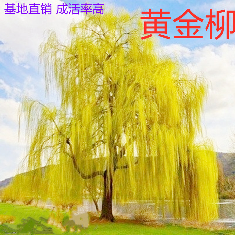黄金柳树苗耐寒别墅金丝垂柳小苗庭院道路直生柳苗绿化行道树植物
