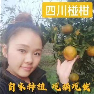 现摘四川椪柑10斤当季孕妇水果碰柑芦柑桔子新鲜采摘酸甜可口包邮