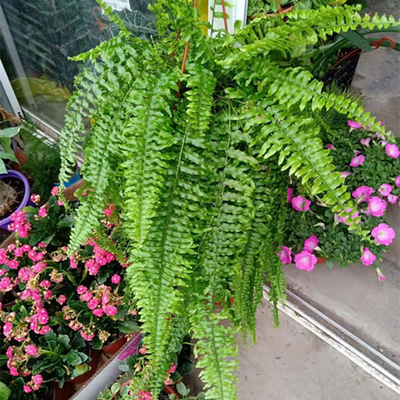 垂吊波士顿多年生耐活绿植盆栽