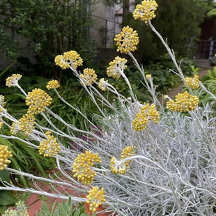 冰锥蜡菊盆栽银色花园花镜高光植物耐热耐寒多年生组盆观叶包邮