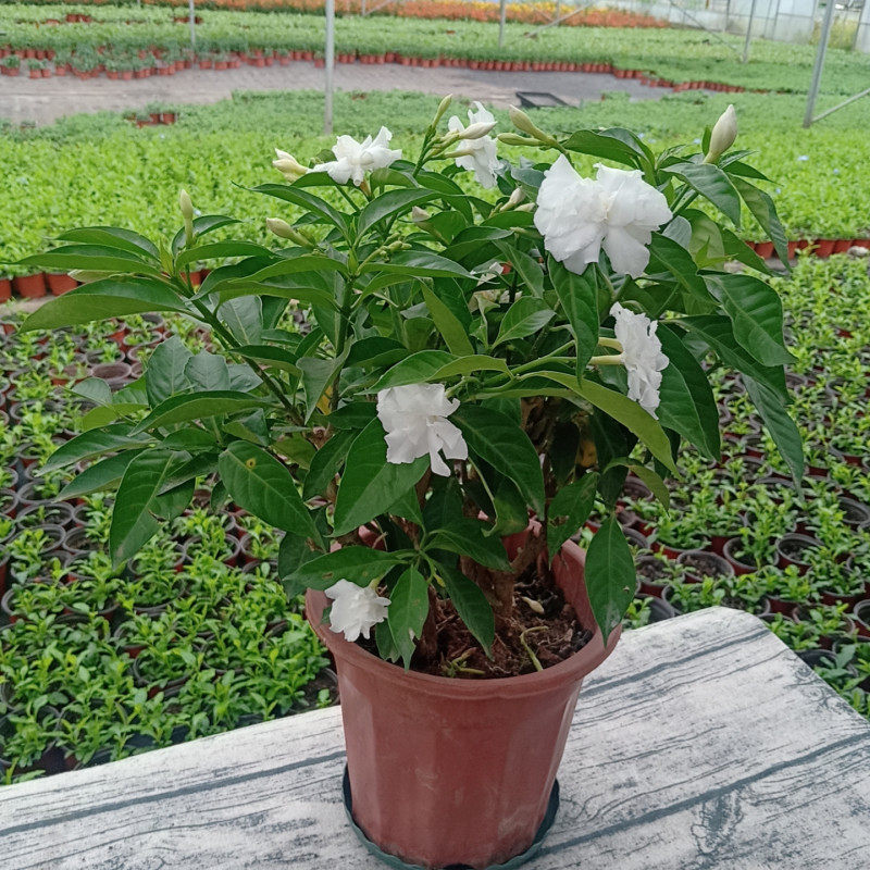 狗牙花丁香花盆栽芳香花卉阳台庭院成品花苗多年生木本植物包邮