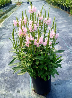 随意草宿根花卉阳台花镜夏季秋季