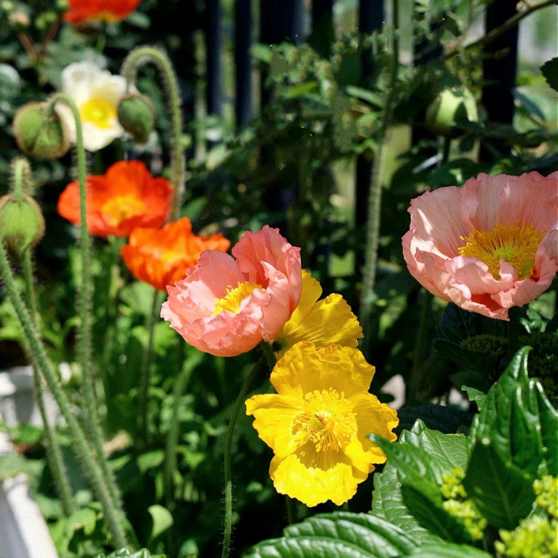 欧洲进口虞美人盆栽满园春花苗阳台庭院 宿根花卉带花苞发货包邮