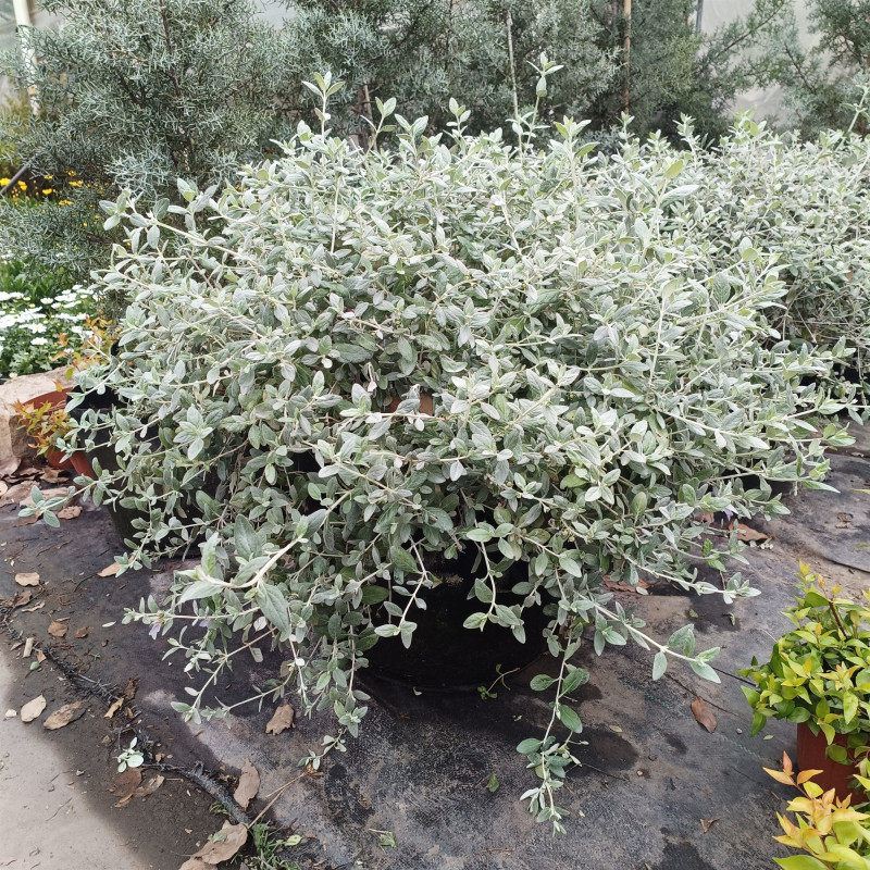 水果兰盆栽阳台庭院花镜可做球型花球多年生矮生常绿灌木原土包邮