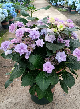 绣球花木本植物室内室外春季夏季