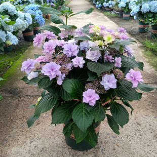 绣球花盆栽无尽夏木绣球石灰灯室内室外耐热多年生宿根花卉好养