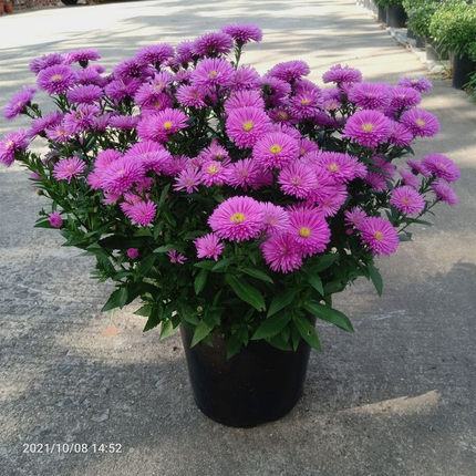 紫菀荷兰菊盆栽花卉阳台庭院多年生宿根耐热耐寒植物带花苞包邮