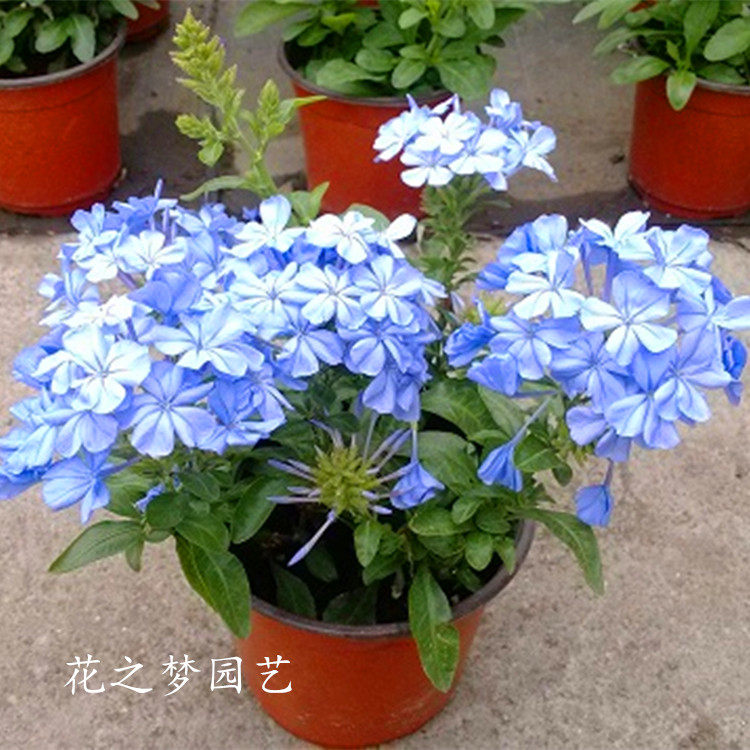 蓝雪花茉莉盆栽多年生庭院花期长