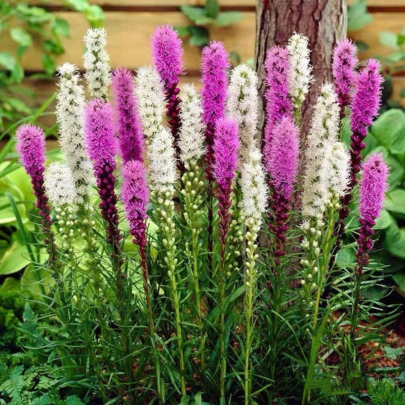 蛇鞭菊盆栽猫尾花阳台庭院花镜多年生宿根耐热耐寒菊科花卉包邮